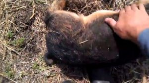 Бизнес план по разведению поросят   Венгерская Мангалица (поросята)