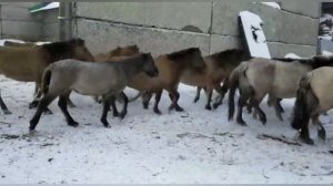 Башкирские лошади Хасана Идиятуллина