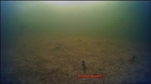 Плотва, Густера и Окуни на Чебоксарская ГЭС. Ковш | Подводная съемка на р.Волга, Чувашия. fishing