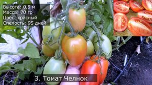 Самые урожайные сорта томатов в открытом грунте для холодных регионов, дают стабильный урожай