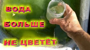 Зацвела вода в бочках. Используем известь. Очистка воды. Вода после этого не цветёт.