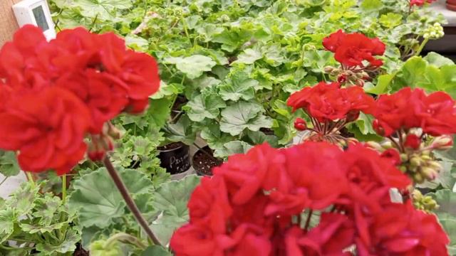 Odensio Madame Bovary! смотреть онлайн