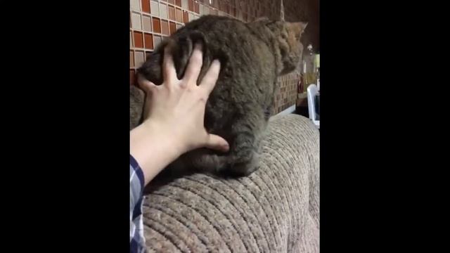 Собака, если ее позвать, прибежит; кошка – примет к сведению смотреть онлайн