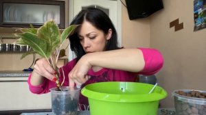 Пересадка #Aglaonema Pink Aurora Без Проблем ! #Аглаоннема Пінк Аврора