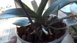 Orchids\Орхидеи - не повторяйте мои ошибки. Как у орхидеи появляются отростки???