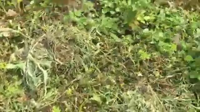 Малини багато (полана) 16.08.2022 смотреть онлайн