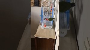 Волнистый попугай и неразлучник.