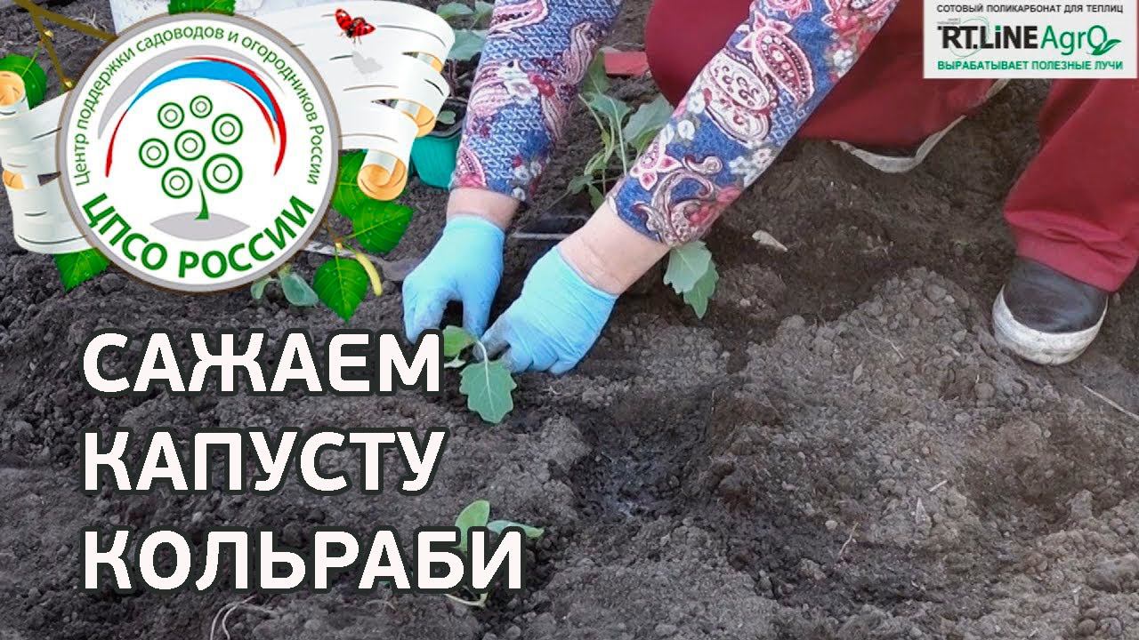 Капуста Кольраби - выращивание. Посадка капусты кольраби.