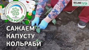 Капуста Кольраби - выращивание. Посадка капусты кольраби.