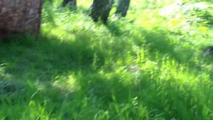 Видонова 26.06.2015 г. Нагонка. Заводчик РПГ Жилин В.Г.