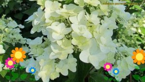 Гортензия метельчатая Тардива. Краткий обзор, описание характеристик hydrangea paniculata Tardiva