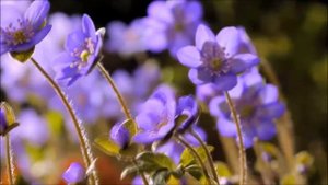 Очень нежная мелодия для Души.