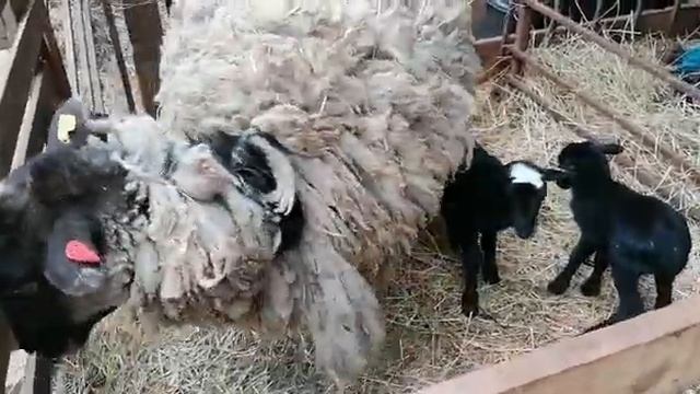 Четыре ягненка Романовские овцы 2 смотреть онлайн