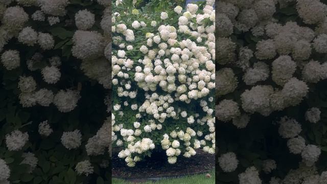 Limelight Hydrangea Tree