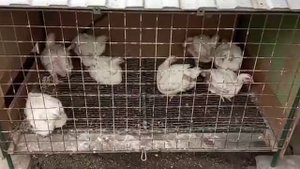 БРОЙЛЕРЫ КОББ 500 ЧЕХИЯ Выращивание бройлеров - вес в месяц