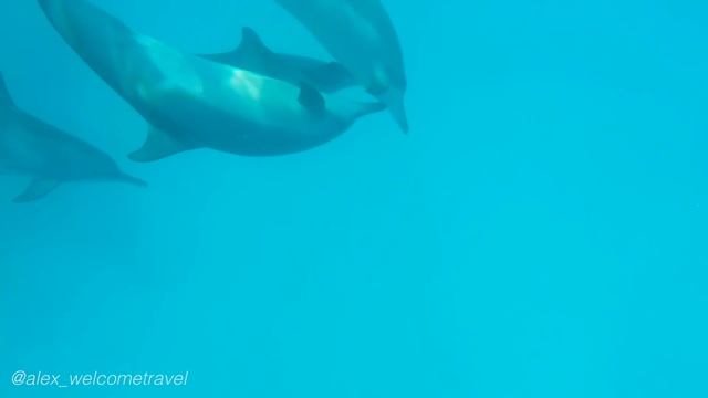 Миниатюра №7 - Дельфины на Мальдивах смотреть онлайн