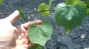 Почему виноградный куст растет а урожая нет?
