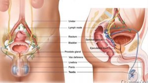 Анализ на бесплодие у мужчин