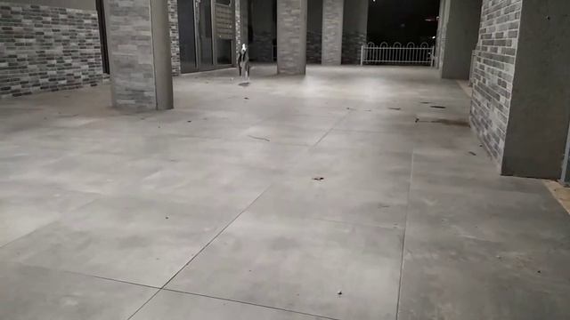 Самая быстрая собака на Земле! :-)