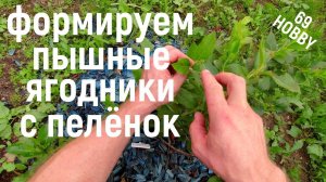 ЛЕТНЯЯ формировка молодых ягодных кустарников! СМОРОДИНА, КРЫЖОВНИК, ГОЛУБИКА!