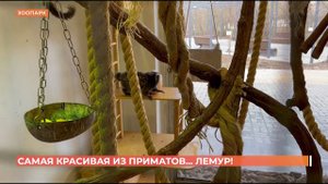 Самую красивую обезьяну выбрали в ростовском зоопарке