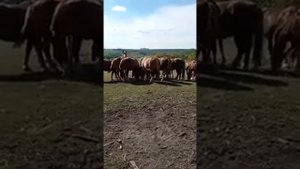 #Лошади#Кони. Советские тяжеловозы.