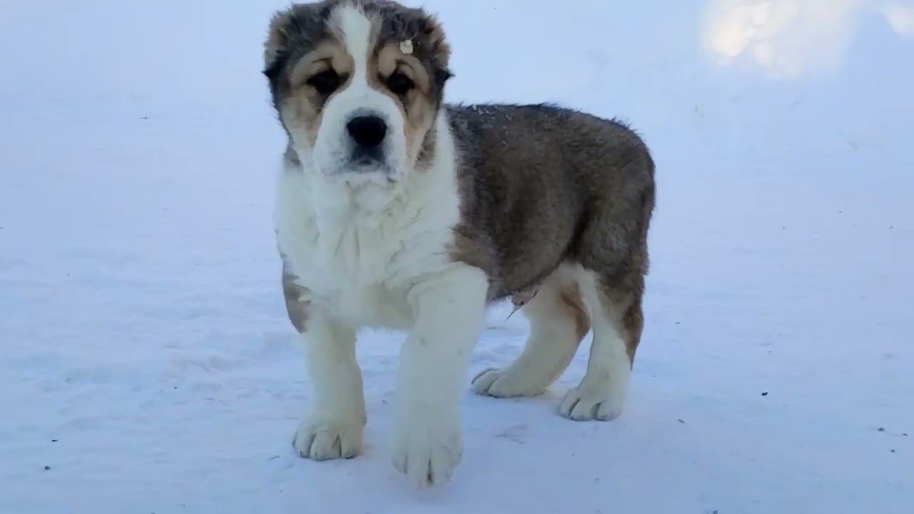 Зачем и как купировать уши и хвост среднеазиату. смотреть онлайн