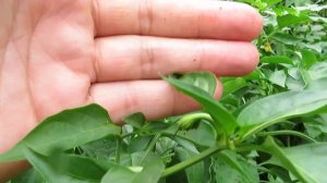 Growing Jimmy Nardello Peppers