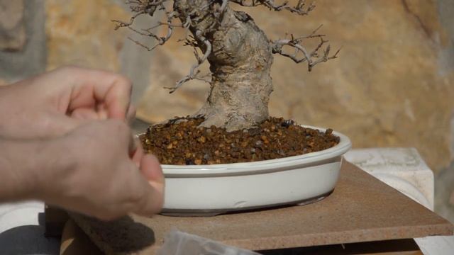Бонсай из клена (Acer Buergerianum) Удобрение для клена. Уход и содержание бонсай в доме