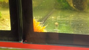 Анциструс Ред: Забираем личинку у самца