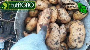 Картофелина каждая с ладонь и на засухе. Спунта впечатляет! Без полива и окучивания и такой урожай!
