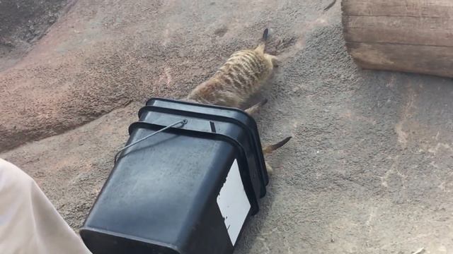 Зоопарк... Эти смешные животные смотреть онлайн