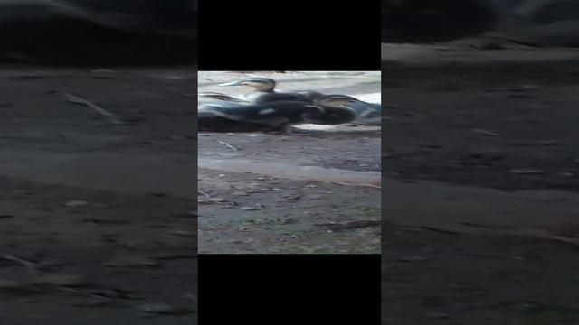 Утка, Селезень и утята