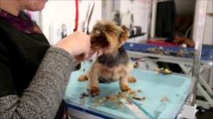 HOW TO GROOM A YORKIES FACE