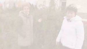 Обрезка плетистых Роз сорта: Элен, Лагуна, Лавиния. Питомник Роз Елены Иващенко