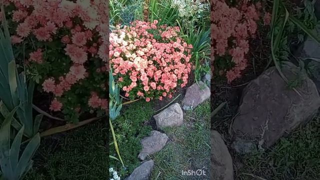 Как я сохраняю мультифлору зимой. смотреть онлайн