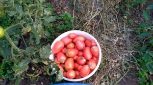 Как вырастить ШИКАРНЫЕ ТОМАТЫ, ПОМИДОРЫ СОРТ КОЛИБРИ. Помидоры высокорослые в теплице.