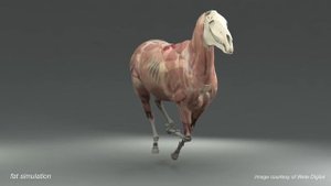 Weta Digital Horse FEM Simulation