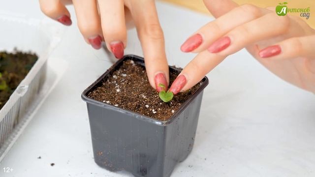 Как пикировать петунию. ЧТО ВАЖНО ЗНАТЬ смотреть онлайн