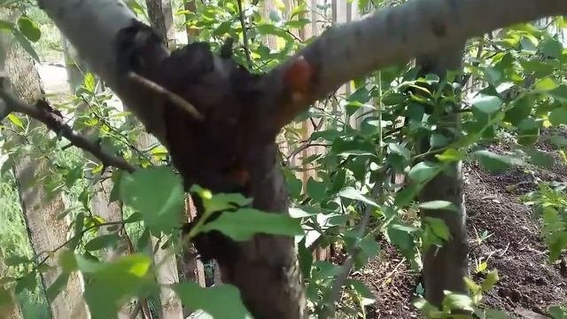 Камедетечение или гоммоз .