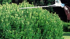 Top 5 Pole Hedge Trimmer In 2021 - Wise Collection