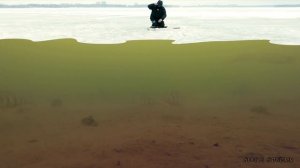 Рыбалка зимой на Гвоздешарик! Безмотылка в действии! Ловля Окуня на Мормышку. Зимняя рыбалка 2018