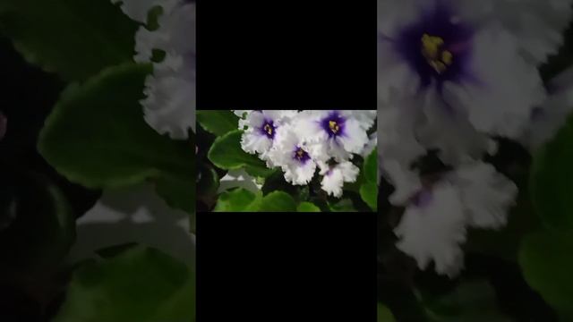 фиалки. 30 января 2024 смотреть онлайн