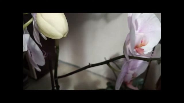 Благодарные орхидеи фаленопсисы Romance, Malibu Chablis. смотреть онлайн