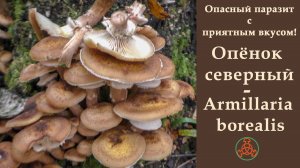 Опасный паразит с приятным вкусом! ОПЁНОК СЕВЕРНЫЙ -  Armillaria borealis.