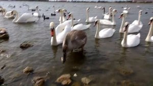 Лебединое озеро в Евпатории. Кормим со Златой лебедей, гусей и прочих птиц. Евпатория. Крым