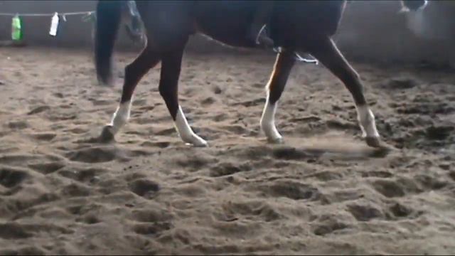 Продается лошадь. Мерин в большой спорт. смотреть онлайн