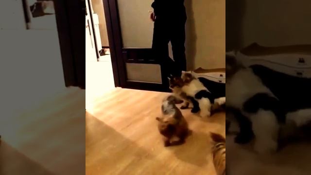 МИЛЫЕ КОТИКИ И СМЕШНЫЕ КОТЯТА | Подборка видео приколов с котами