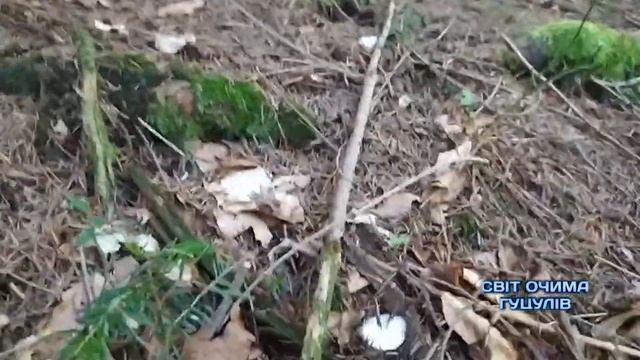ПОХІД ПО БІЛІ ГРИБИ В КАРПАТИ, В ОБІД. РЕЗУЛЬТАТ ВРАЗИВ. ГУЦУЛИ В ГРИБАХ. смотреть онлайн