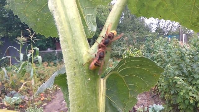 Два огромных шершня жрут сок подсолнуха смотреть онлайн